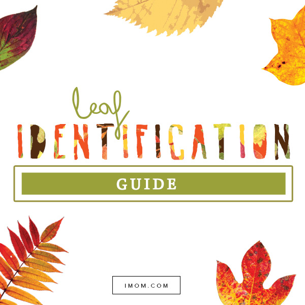 Fall Leaf Identification Chart