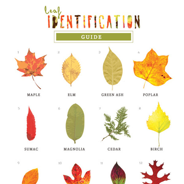 Leaf Identification Game iMom