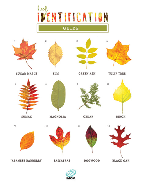 Leaf Identification Chart For Kids