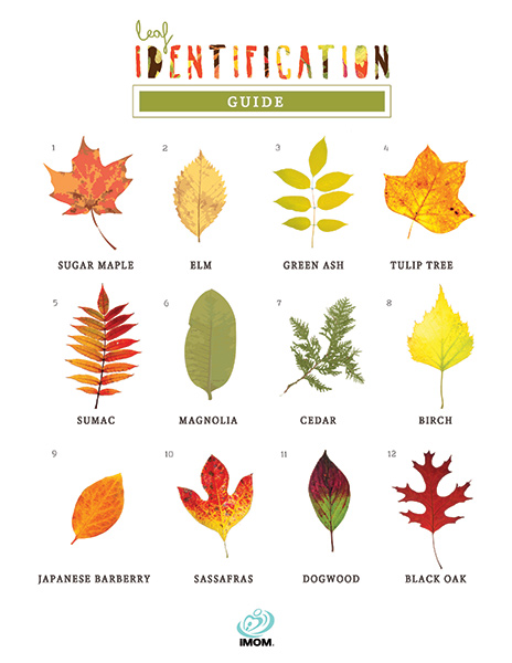 Oak Leaves Identification Chart