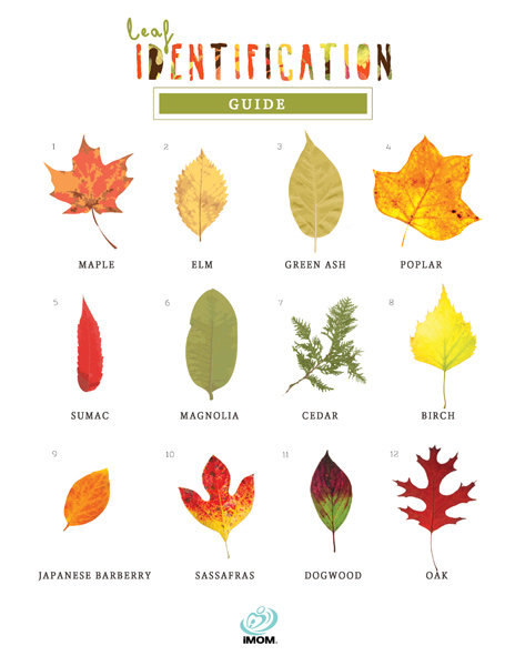 Leaf Identification Game - iMom