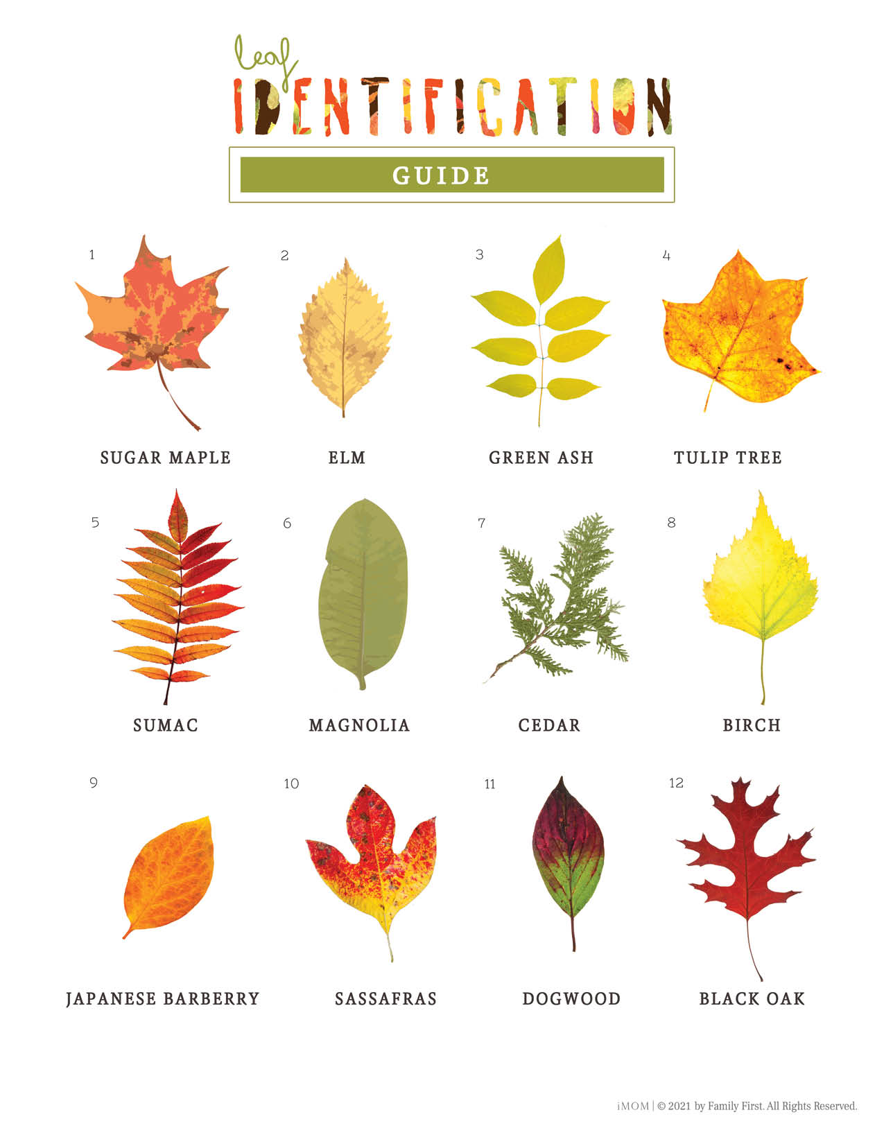 Leaf Identification Game - iMOM